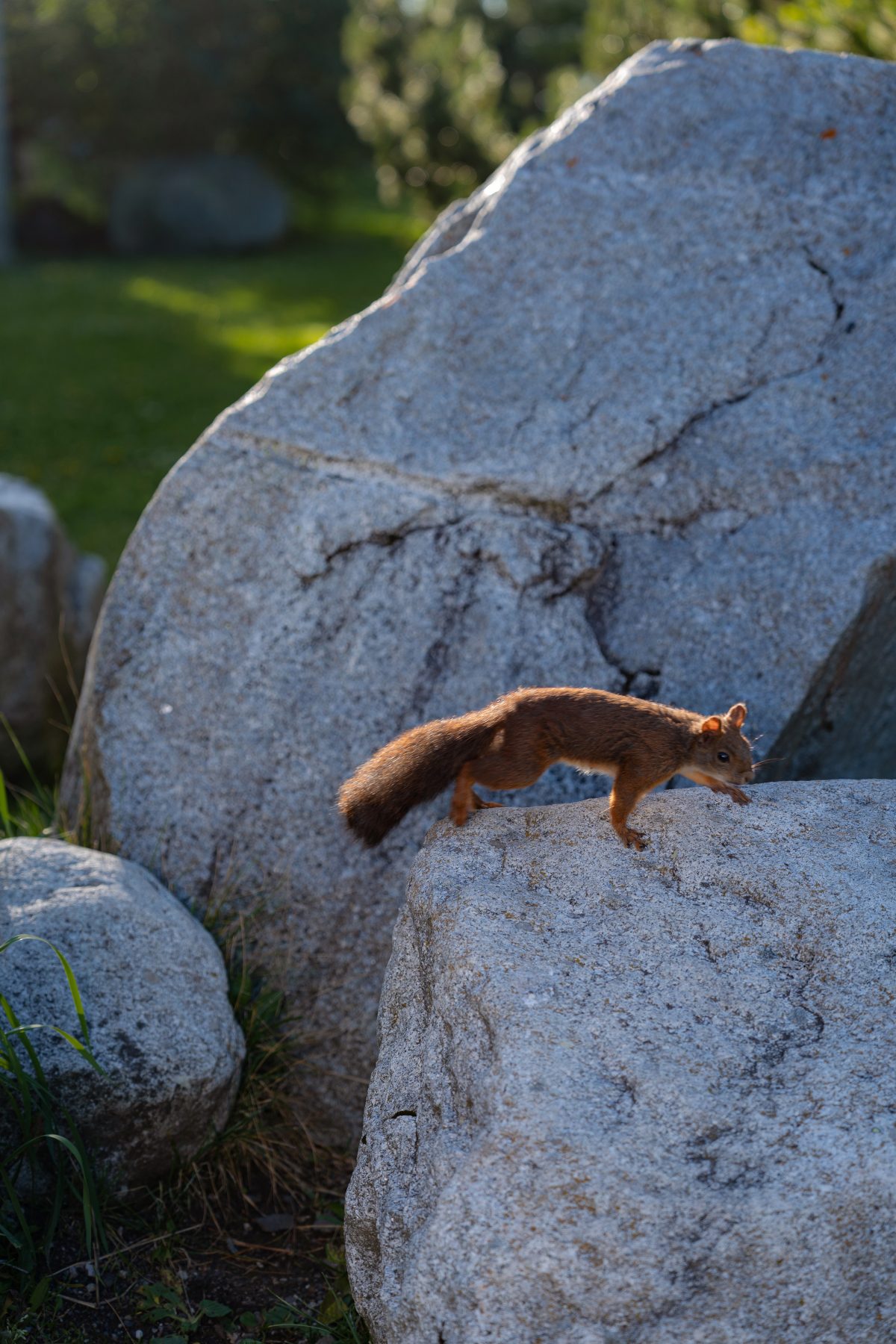 Ein Eichhörnchen auf einem Felsblock am See – ungeplanter Gast des Shootings